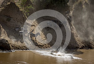 Zebra and wildebeest crossing the Mara River seen at Masai Mara, Kenya