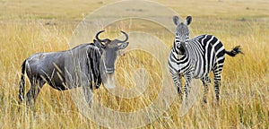 Zebra and wildebeest on grassland in Africa