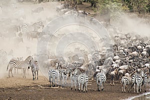 Zebra and Wildebeest in the Great Migration