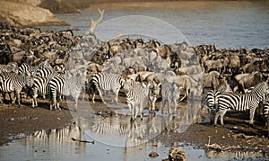 Zebra and Wildebeest in the Great Migration photo