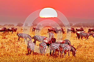 Zebra and wildebeest groups with amazing red sunset in african savannah. Serengeti National Park, Tanzania. Wild nature african