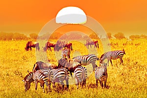 Zebra and wildebeest groups with amazing sunset in african savannah. Serengeti National Park, Tanzania. Wild nature african
