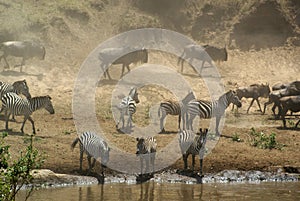 Zebra and Wildebeest at Mara River, Kenya