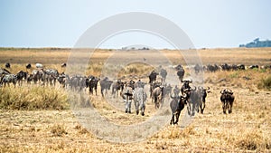 Zebra and Wildebeest Migrating in Kenya