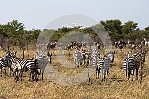 Zebra and wildebeest on migration