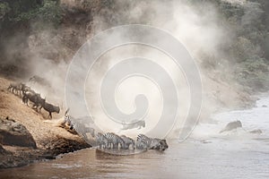 Zebra and Wildebeest Migration in Africa