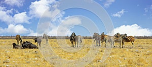 Zebra and Wildebeest on the open African plains with a nice clodscape