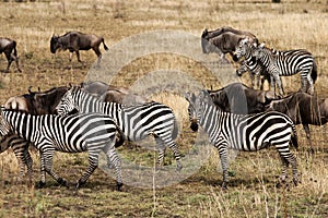 Zebra and Wildebeests