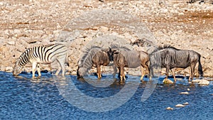 Zebra and wildebeests drinking at the Okaukuejo waterhole, Etosha National Park, Namibia.
