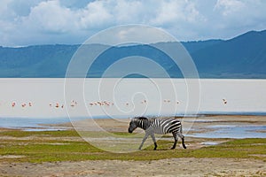 Zebra and wildebeests walking beside the lake in the Ngorongoro Crater, flamingos in the background.