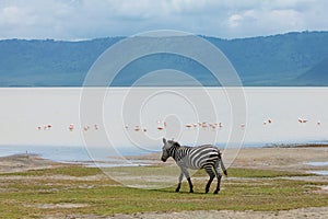 Zebra and wildebeests walking beside the lake in the Ngorongoro Crater, flamingos in the background.