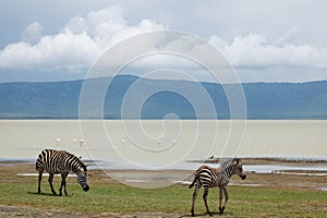Zebra and wildebeests walking beside the lake in the Ngorongoro Crater, flamingos in the background in Tanzania.