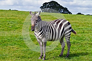 Zebra in the wildlife