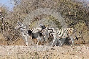 Zebra - Wildlife from Africa - Very Rare Black Zebra being laughed at.