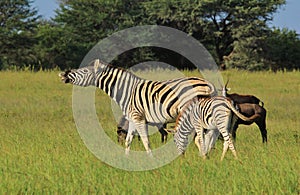 Zebra - Wildlife Background - Happy Mom, happy times