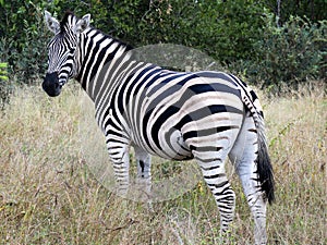Zebra in Wildlife nature Kruger National Park