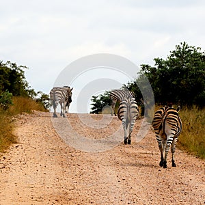 Zebra in Wildlife nature Kruger National Park