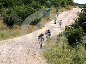 Zebra in Wildlife nature Kruger National Park