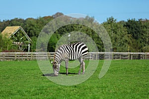 Zebra at wildlife park
