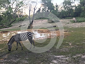 Zebra in a wildlife park