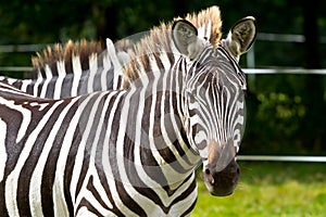 Zebra in the wildlife park