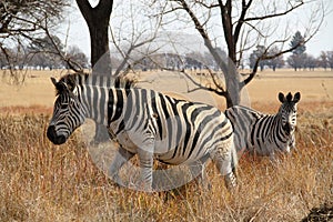 Zebra in winter grass veld.