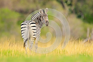 Zebra with yellow golden grass. Burchell\'s zebra, Equus quagga burchellii, Nxai Pan National Park, Botswana, Africa. Wild animal