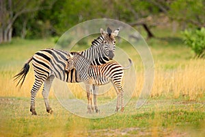 Zebra with yellow golden grass. Burchell\'s zebra, Equus quagga burchellii, Nxai Pan National Park, Botswana, Africa. Wild animal