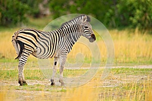 Zebra with yellow golden grass. Burchell\'s zebra, Equus quagga burchellii, Nxai Pan National Park, Botswana, Africa. Wild animal