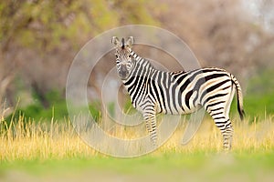 Zebra with yellow golden grass. Burchell\'s zebra, Equus quagga burchellii, Nxai Pan National Park, Botswana, Africa. Wild animal