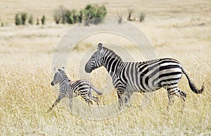 Zebra and Young