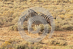 A meal for a zebra