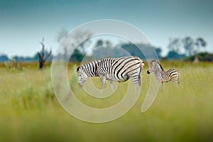 Zebra with young and blue storm sky. Burchell`s zebra, Equus quagga burchellii, Nxai Pan National Park, Botswana, Africa. Wild an