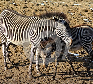 Zebra with young