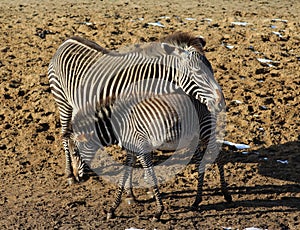 Zebra with young