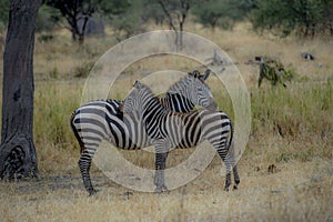 Zebra and a young zebra with baby brown hair