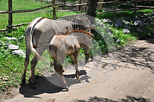 The zebra and the young zebra are in the natural park.