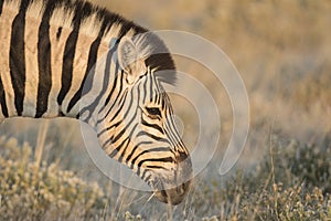 Zebra