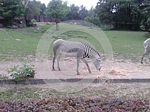 Zebra