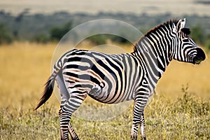 Zebra. Zebra in natural grass habitat, Kenya National Park. Nature wildlife scene, Africa.