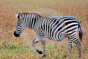 Zebra. Zebra in natural grass habitat, Kenya National Park. Nature wildlife scene, Africa.