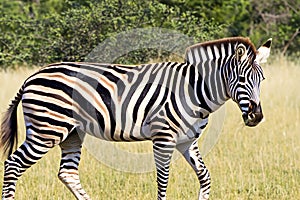 Zebra. Zebra in natural grass habitat, Kenya National Park. Nature wildlife scene, Africa.