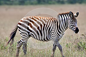 Zebra. Zebra in natural grass habitat, Kenya National Park. Nature wildlife scene, Africa.