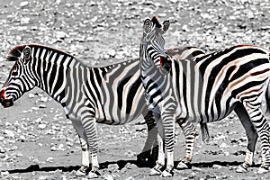 Zebra. Zebra in natural grass habitat, Kenya National Park. Nature wildlife scene, Africa.