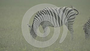 Zebra zebras in the field. Slow motion