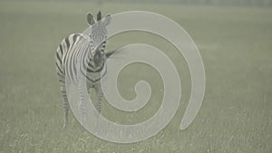 Zebra zebras in the field. Slow motion