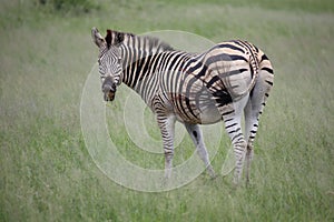 Zebra in Zimbabwe, Hwange National Park with Attitude, Teeth and Tail