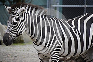 Zebra
