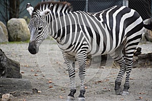 Zebra