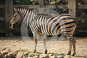 A Zebra at Zoo